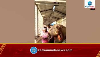 A devotee who climbed Anjanadri hill carrying a bag of corn weighing 101 kg