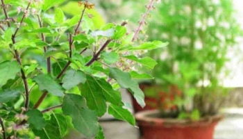 Tulsi Puja Rules: ಈ ದಿನ ಅಪ್ಪಿತಪ್ಪಿಯೂ ತುಳಸಿಗೆ ನೀರು ಅರ್ಪಿಸಬಾರದು!