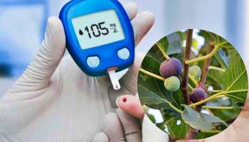 Diabetes Control Tips: ಮಧುಮೇಹಿಗಳು ಈ ಹಣ್ಣಿನ ಎಲೆ ಸೇವಿಸಿ.. ಶುಗರ್‌ ಲೆವೆಲ್‌ ಎಂದಿಗೂ ಹೆಚ್ಚಾಗಲ್ಲ!