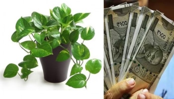 Vastu plants: ಈ ಸಸ್ಯವು ಹಣವನ್ನು ಅಯಸ್ಕಾಂತದಂತೆ ಆಕರ್ಷಿಸುತ್ತದೆ, ಇಂದೇ ಮನೆಗೆ ತನ್ನಿ!