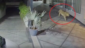 Viral Video: ಐಶಾರಾಮಿ ಹೋಟೆಲ್‍ಗೆ ಎಂಟ್ರಿ ಕೊಟ್ಟ ‘ಕಾಡಿನ ರಾಜ’!