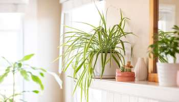 Vastu Plants: ಅದೃಷ್ಟವನ್ನು ಆಕರ್ಷಿಸುವ ಈ ಸಸ್ಯವನ್ನು ಮನೆಯ ಈ ಭಾಗದಲ್ಲಿ ನೆಡಿ: ಚಮತ್ಕಾರ ಆಮೇಲೆ ನೋಡಿ