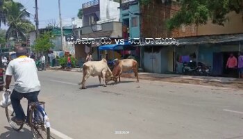 Bull Fight Video: ಗದಗದಲ್ಲಿ ಸಿದ್ದರಾಮಯ್ಯ vs ಬೊಮ್ಮಾಯಿ ಗೂಳಿ ಕಾಳಗ!