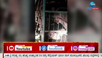 Leopard that created fear around T Narasipur was captured