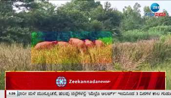 Wild Elephant enters in village 