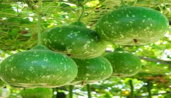 Bottle Gourd Benefits: ಸೋರೆಕಾಯಿ ಕಂಡರೆ ಸಿಡಿಮಿಡಿ ಮಾಡುವವರು ಈ ಲೇಖನ ಓದಿ...