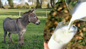 Donkey Milk Benefits: ನಿಮಗೆ ಗೊತ್ತಾ ʼಕತ್ತೆ ಹಾಲಿನʼ ಪ್ರಯೋಜನಗಳು : ಇಲ್ಲಿವೆ ನೋಡಿ.. 