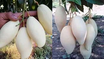 White Mango : ಬಿಳಿ ಮಾವಿನ ಹಣ್ಣು ನೋಡಿದ್ದೀರಾ? ಕ್ಯಾನ್ಸರ್ ಸೇರಿ ಈ 5 ಮಾರಕ ಕಾಯಿಲೆಗೆ ಇದೇ ಮದ್ದು   