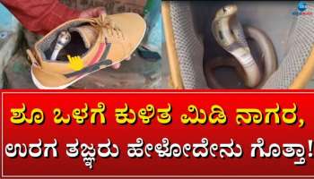 Snake Video: ಶೂ ಒಳಗೆ ಕುಳಿತ ಮಿಡಿ ನಾಗರ, ಉರಗ ತಜ್ಞರು ಹೇಳೋದೇನು ಗೊತ್ತಾ!