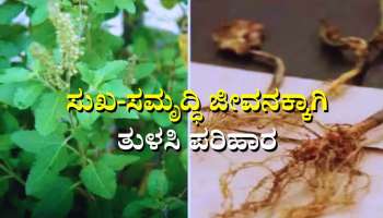 Tulsi Upay: ಸುಖ-ಸಮೃದ್ಧಿ ಜೀವನಕ್ಕಾಗಿ ತುಳಸಿ ಪರಿಹಾರ 