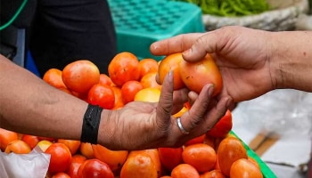 Tomato Rate: ಗಗನ ಮುಖಿಯಾಗಿರುವ ಟೋಮ್ಯಾಟೊ ಧಾರಣೆ ಯಾವಾಗ ಇಳಿಕೆಯಾಗಲಿದೆ? ಸರ್ಕಾರ ನೀಡಿದೆ ಈ ಮಾಹಿತಿ