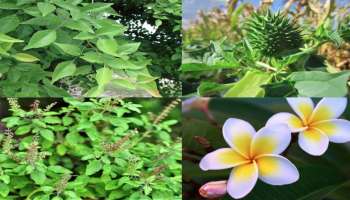 ಶ್ರಾವಣದಲ್ಲಿ ಈ ಒಂದು ಗಿಡವನ್ನು ನೆಟ್ಟರೆ ಮನೆಯೊಳಗೆ ಶಾಶ್ವತವಾಗಿ ನೆಲೆಯೂರುತ್ತಾಳೆ ಧನಲಕ್ಷ್ಮೀ  