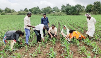  Farming Tips : ಮುಸುಕಿನ ಜೋಳದಲ್ಲಿ ಸೈನಿಕ ಹುಳುವಿನ ಭಾದೆಗೆ ಇಲ್ಲಿದೆ ಪರಿಹಾರ