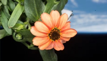 Zinnia Flower: ಈ ಹೂವು ಬಾನಂಗಳದಲ್ಲಿ ಅರಳಿದೆಯಂತೆ! ಹೇಗೆ ಸಾಧ್ಯ ಅಂತೀರಾ? ವಿಜ್ಞಾನಿಗಳಿಗೂ ಇದೆ ಪ್ರಶ್ನೆ ಕಾಡುತ್ತಿದೆ