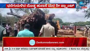 Re-plant a wilted large tamarind tree