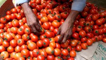 Tomato Price: ಗ್ರಾಹಕರಿಗೆ ಸಂತಸದ ಸುದ್ದಿ… ಟೊಮ್ಯಾಟೋ ಬೆಲೆ ಭಾರೀ ಕುಸಿತ! ಕೆಜಿ ಬೆಲೆ ಎಷ್ಟಾಗಿದೆ ಗೊತ್ತಾ?