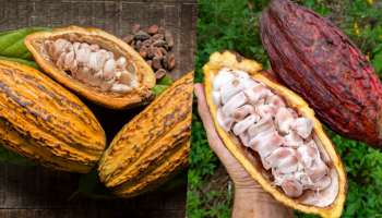 Cocoa Fruit: ಈ ರೋಗಗಳನ್ನು ಬುಡ ಸಮೇತ ಕಿತ್ತು ಹಾಕಲು ʼಕೊಕೊ ಹಣ್ಣುʼ ಸಹಾಯಕ..!