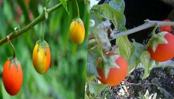 Wild Tomato: ಊರಲ್ಲ...ʼಕಾಡು ಟೊಮೆಟೊʼ ಬಗ್ಗೆ ನಿಮಗೆಷ್ಟು ಗೊತ್ತು..? 