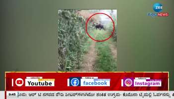 group of wild elephant in maddur ajjalli village 