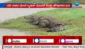 crocodile found in kittur krishna river