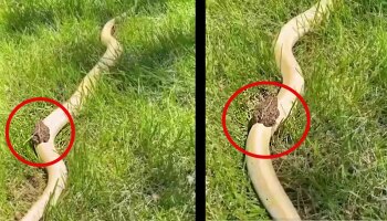 Snake Video: ಶ್ವೇತ ನಾಗರನ ಮೇಲೆ ಕಪ್ಪೆಯ ಸವಾರಿ, ಅಚ್ಚರಿ ಮೂಡಿಸುತ್ತೆ ವಿಡಿಯೋ! 