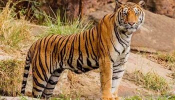 International Tiger Day 2023: ಕರ್ನಾಟಕದಲ್ಲಿ ಹುಲಿಗಳ ಸಂಖ್ಯೆ 435ಕ್ಕೆ ಏರಿಕೆ  