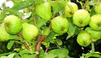 Do you know the benifits of guava fruit