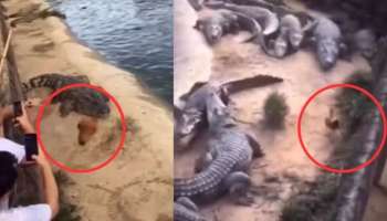 ಗಟ್ಟಿ ಜೀವ ಇದು ! ರಾಶಿ ರಾಶಿ ಮೊಸಳೆಗಳಿಗೆ ಚಳ್ಳೆ ಹಣ್ಣು ತಿನ್ನಿಸಿದ ಹುಂಜದ ವಿಡಿಯೋ 