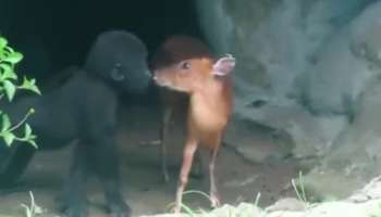  Deer and gorilla viral video   