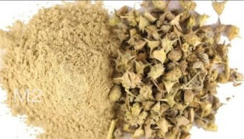 Tribulus Terrestris Health Benefits: ನೆಗ್ಗಿಲ ಮುಳ್ಳಿನ ಆರೋಗ್ಯ ಪ್ರಯೋಜನಗಳು