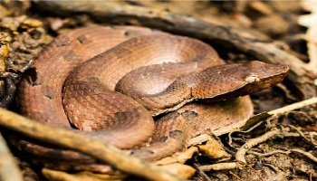 Venomous snake: ಜಗತ್ತಿನಲ್ಲಿರುವ 5 ಅತ್ಯಂತ ವಿಷಕಾರಿ ಹಾವುಗಳು, ಕಚ್ಚಿದರೆ ಸಾವು ಖಚಿತ!