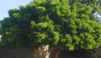 Vastu Tips: ಮನೆ ಮುಂದೆ ಬೇವಿನ ಮರ ಇರುವುದು ಶುಭವೋ? ಅಶುಭವೋ? 