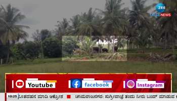 elephants seen in Maddur, Mandya district