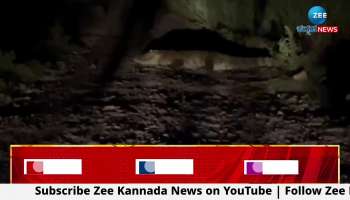 Crocodile found in Jhunjarawada 