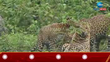 Five leopards together in Bandipur: Video goes viral