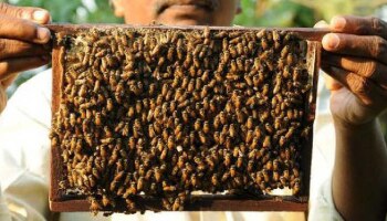 Beekeeping Training: ಜೇನುಗಾರಿಕೆ ತರಬೇತಿಗೆ ಅರ್ಜಿ ಆಹ್ವಾನ