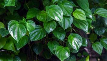 ಈ ಬಳ್ಳಿಯ ಎಲೆಯನ್ನು ನಿತ್ಯ ಜಗಿದು ತಿಂದರೆ ಒಂದೇ ವಾರದಲ್ಲಿ ಸುಲಭವಾಗಿ ಕರಗುತ್ತೆ ಹೊಟ್ಟೆಯ ಬೊಜ್ಜು