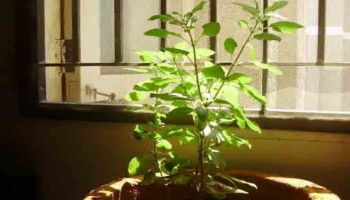 Tulsi plant Vastu: ಸುಖ-ಸಂಪತ್ತು ಮತ್ತು ಸಮೃದ್ಧಿಗೆ ತುಳಸಿಯ ಈ ವಾಸ್ತು ಸಲಹೆ ಪಾಲಿಸಿರಿ