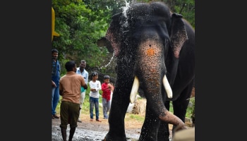 ಕಾಡಾನೆ ಜೊತೆ ಕಾಳಗದಲ್ಲಿ ಪ್ರಾಣ‌ಬಿಟ್ಟ &#039;ಅರ್ಜುನ&#039;.. ಎಂಟು ಬಾರಿ ದಸರಾ ಅಂಬಾರಿ ಹೊತ್ತಿದ್ದ ಗಜರಾಯ! 