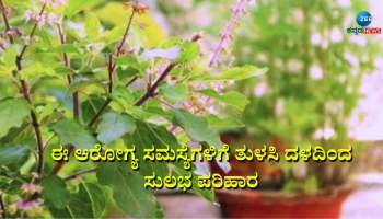 Tulsi Benefits: ಶೀತ, ಕೆಮ್ಮು ಮಾತ್ರವಲ್ಲ ಈ ಸಮಸ್ಯೆಗಳಿಗೂ ರಾಮಬಾಣ ತುಳಸಿ 