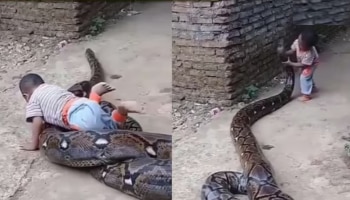 Viral Video: ಬೃಹತ್ ಗಾತ್ರದ ಹೆಬ್ಬಾವಿನ ಜೊತೆಗೆ ಮಗುವಿನ ಚೆಲ್ಲಾಟ..!