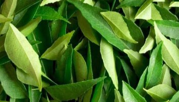 Curry Leaves: ಬೆಳಗ್ಗೆ ಖಾಲಿ ಹೊಟ್ಟೆಯಲ್ಲಿ ಕರಿಬೇವಿನ ಎಲೆ ಜಗಿದು ತಿಂದರೆ ಏನಾಗುತ್ತೆ ಗೊತ್ತಾ?