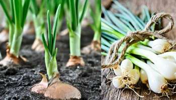 Spring Onions: ಈರುಳ್ಳಿ ಕಾಂಡದಿಂದ ಹಲವಾರು ಪ್ರಯೋಜನಗಳಿವೆ.. ತಿಳಿದರೆ ಬೆಚ್ಚಿ ಬೀಳುತ್ತೀರಾ..!