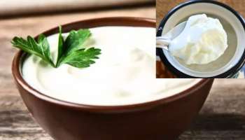 Curd Benefits: ಪ್ರತಿದಿನ ಮೊಸರು ತಿಂದರೆ ಏನಾಗುತ್ತದೆ? ನಿಮಗಿದು ಗೊತ್ತಾ..