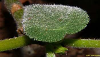 Poisonous plant: ವಿಶ್ವದ ಅತ್ಯಂತ ಅಪಾಯಕಾರಿ ಸಸ್ಯ, ಮುಟ್ಟಿದ ತಕ್ಷಣ ಸಾವು ಖಚಿತ.! 