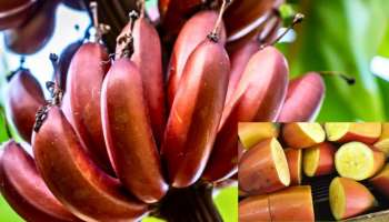 Red Bananas: ಕೆಂಪು ಬಾಳೆಹಣ್ಣಿನಿಂದ ಸಾಕಷ್ಟು ಪ್ರಯೋಜನಗಳು ದೊರೆಯುತ್ತದೆ..! ಒಮ್ಮೆ ಪ್ರಯತ್ನಿಸಿ 