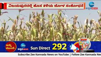 Research of new variety of maize in Vijayapur