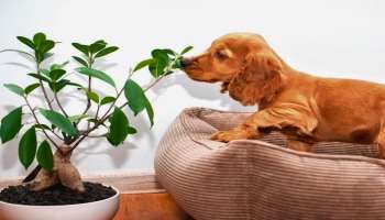 ಮನೆಯಲ್ಲಿ ನಾಯಿ ಸಾಕಿದ್ದರೆ ಈ ಗಿಡಗಳನ್ನು ನೆಡಬಾರದು! ಶ್ವಾನದ ಅನಾರೋಗ್ಯಕ್ಕೆ ಕಾರಣವಾಗುತ್ತವೆ ಈ ಸಸ್ಯಗಳು 