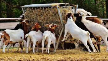 Goat Bank : ಏನಿದು ಪ್ರಧಾನಿ ಮೋದಿ ಪ್ರಸ್ತಾಪಿಸಿದ ಗೋಟ್ ಬ್ಯಾಂಕ್ ಯೋಜನೆ?  ಹೇಗೆ ಕಾರ್ಯ ನಿರ್ವಹಿಸುತ್ತದೆ ? 