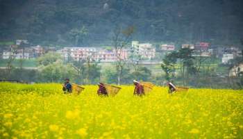 Mustard Oil: ಪ್ರಪಂಚದ ಯಾವ ದೇಶದಲ್ಲಿ ಅತಿ ಹೆಚ್ಚು ಸಾಸಿವೆ ಎಣ್ಣೆ ಉತ್ಪಾದಿಸಲಾಗುತ್ತದೆ ಗೊತ್ತೇ..??